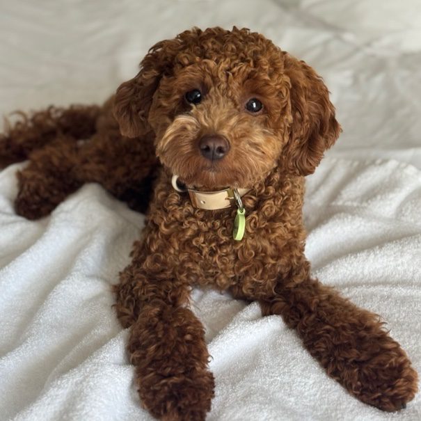 fort-prevel-animaux-de-compagnie